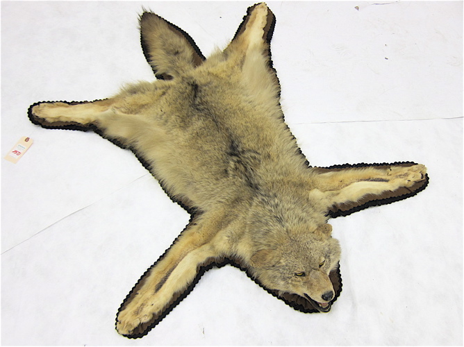 COYOTE FLOOR RUG a full skin floor