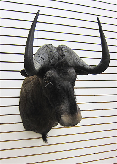 AFRICAN BIG GAME TROPHY HEAD MOUNT 16e982