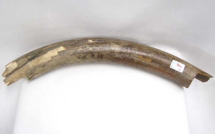 LARGE SECTION OF FOSSILIZED IVORY TUSK