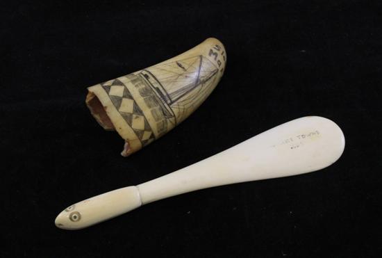 A Tasmanian scrimshaw whale tooth 172bee