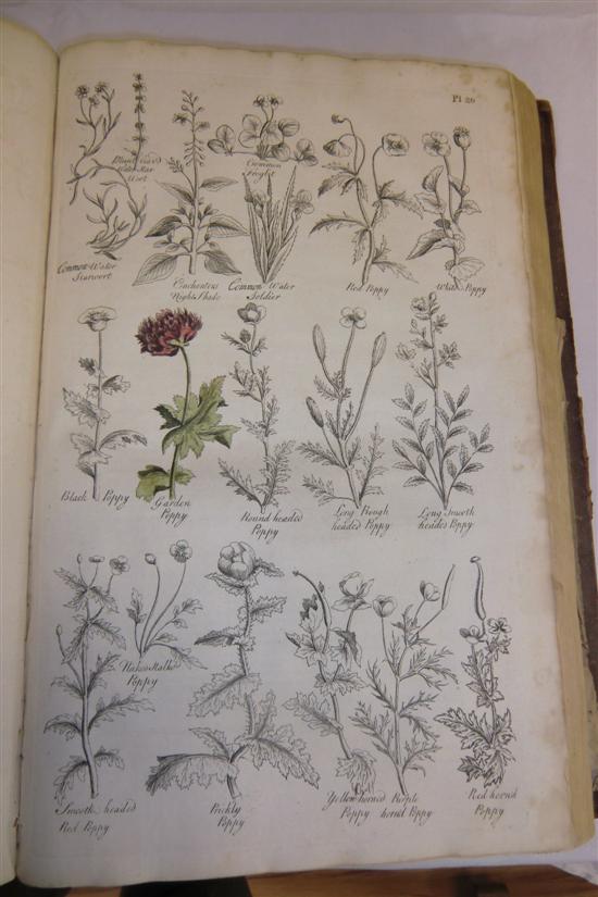 HILL J THE BRITISH HERBAL engraved 170aa5
