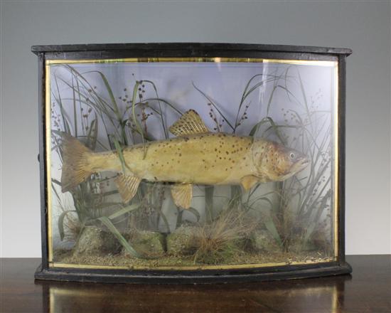 A Victorian taxidermic trout in