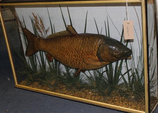 An Edwardian taxidermic carp in