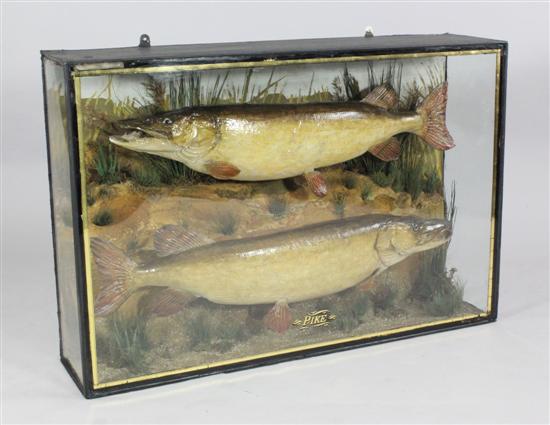 A late 19th century cased taxidermic 171725