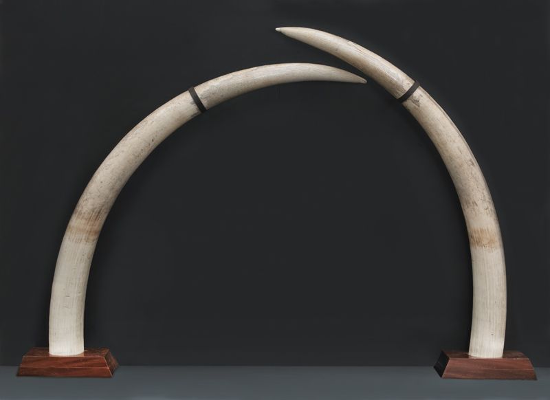 Pr African Elephant tusks International 17416e