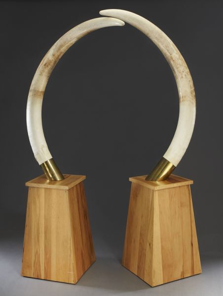 Pr. Large African Elephant ivory tusks