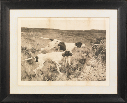 Large etching of two hunting dogs