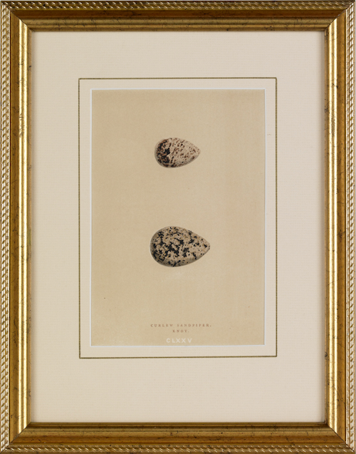 Two colored lithographs of eggs