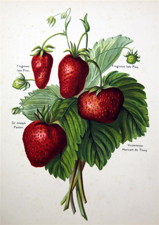 WRIGHT (J) THE FRUIT GROWER'S GUIDE