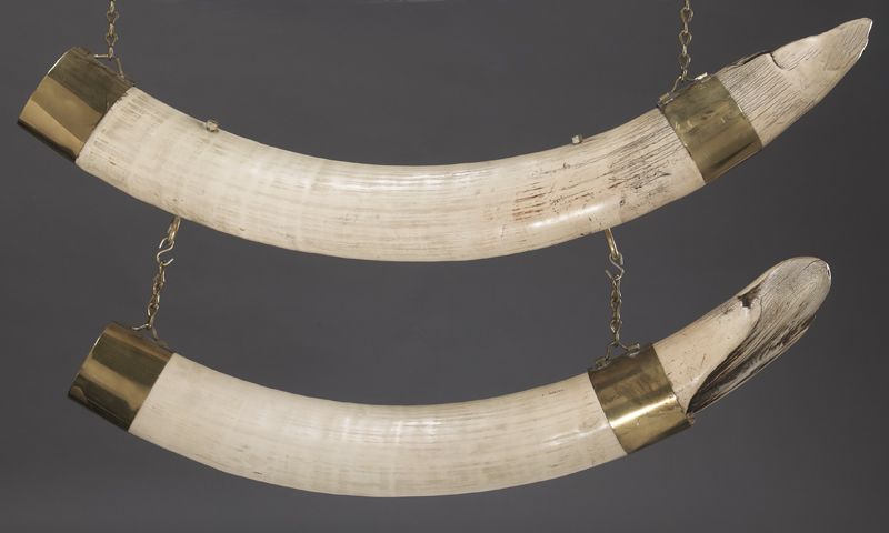 Pr African Elephant tusks International 173bb5