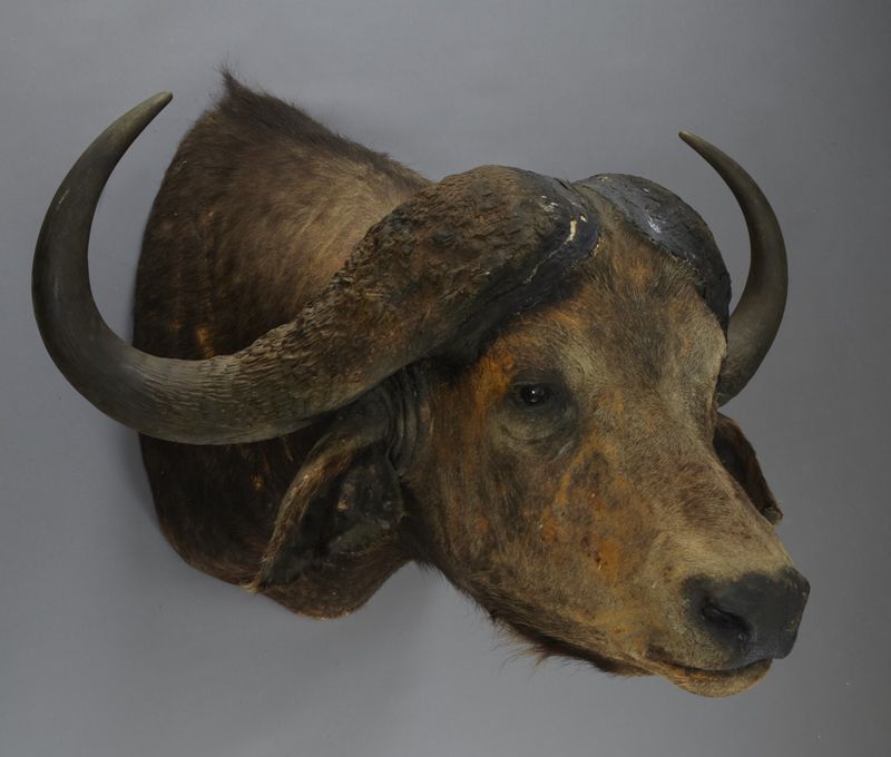 African Cape Buffalo shoulder mount 38 H 173d2e