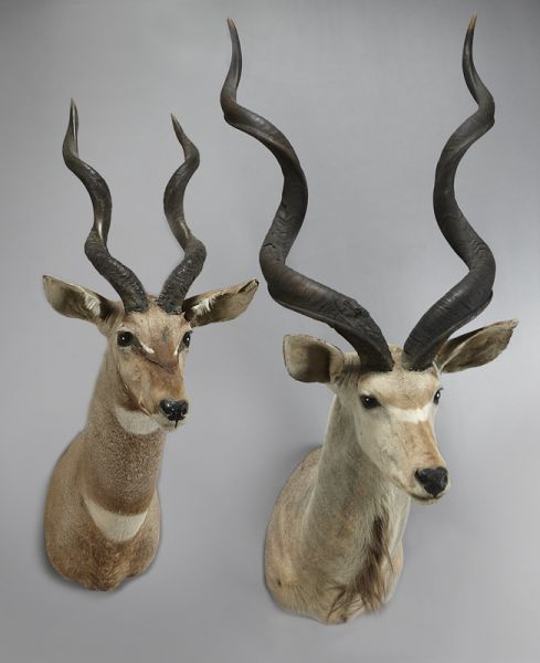  2 African Kudu shoulder mounts 1  173d9c
