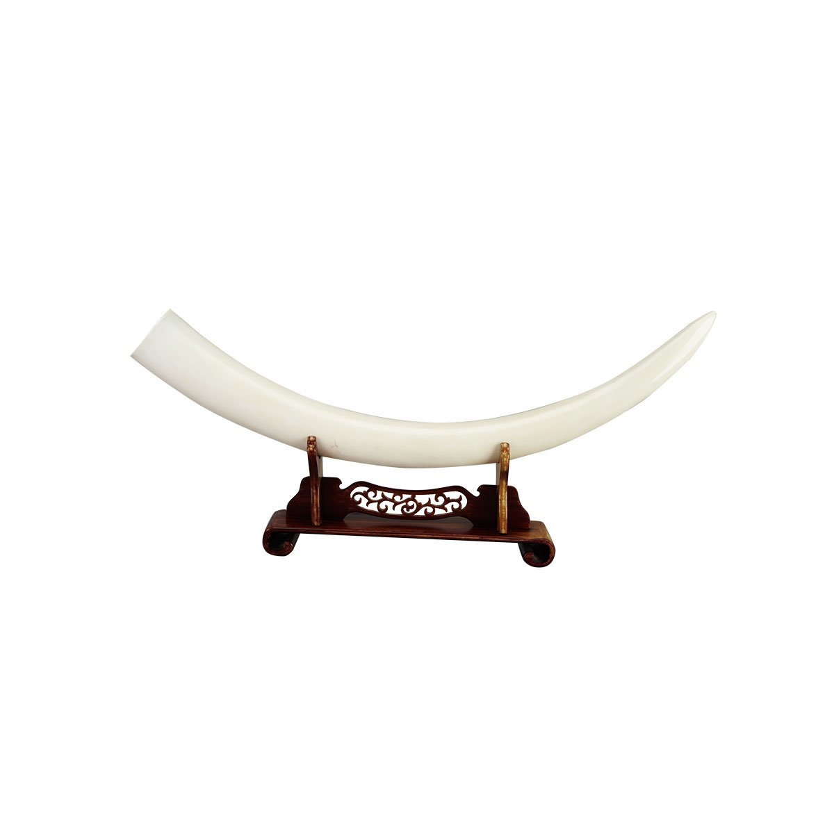 Massive Uncarved Ivory Tusk   With even