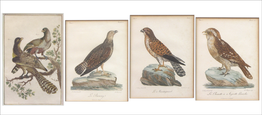 FOUR ORNITHOLOGICAL PRINTS Three 179bbc