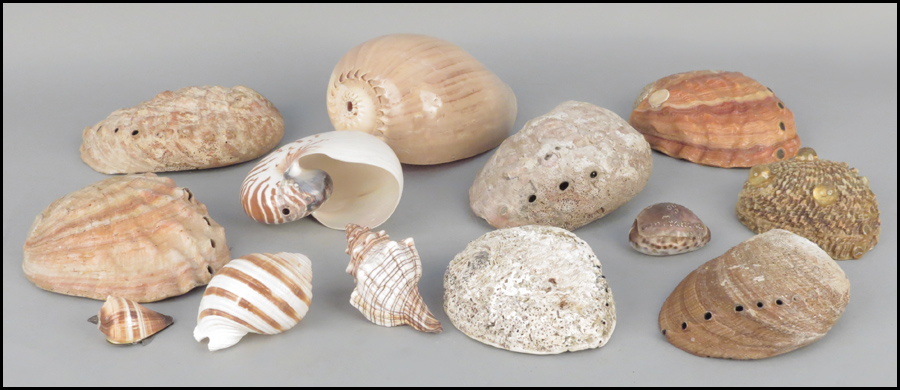 GROUP OF VARIOUS SHELLS. Including larger