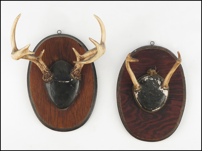 GROUP OF TWO MOUNTED ANTLERS H  1784f4