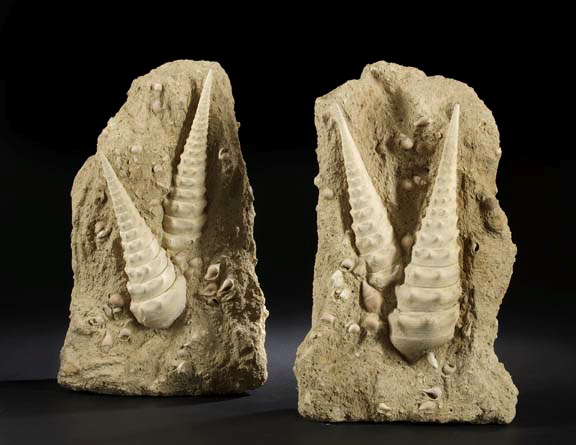 Large Pair of Shell Fossils each 299bd