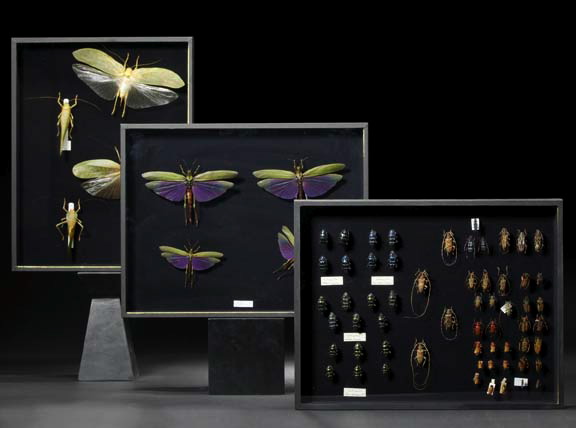 Shadowboxed Collection of Insect 29a4d
