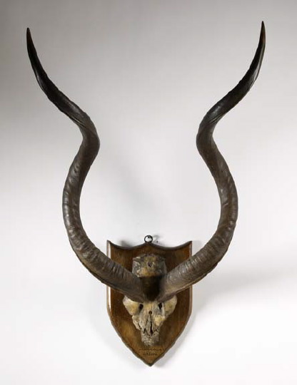 Large Pair of African (Masailand)