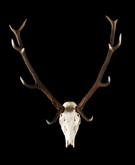 Large Specimen Elk Skull with Twelve Point 2a0fa