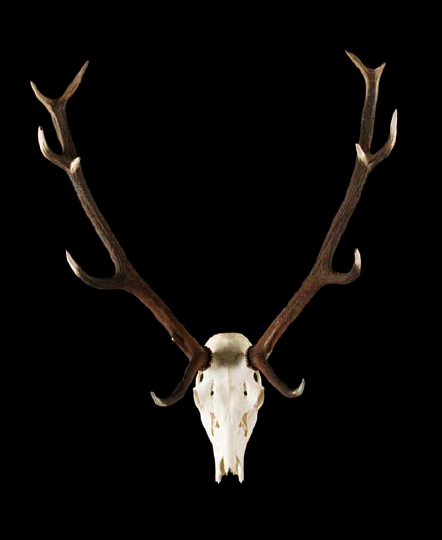 Large Specimen Elk Skull with Twelve-Point