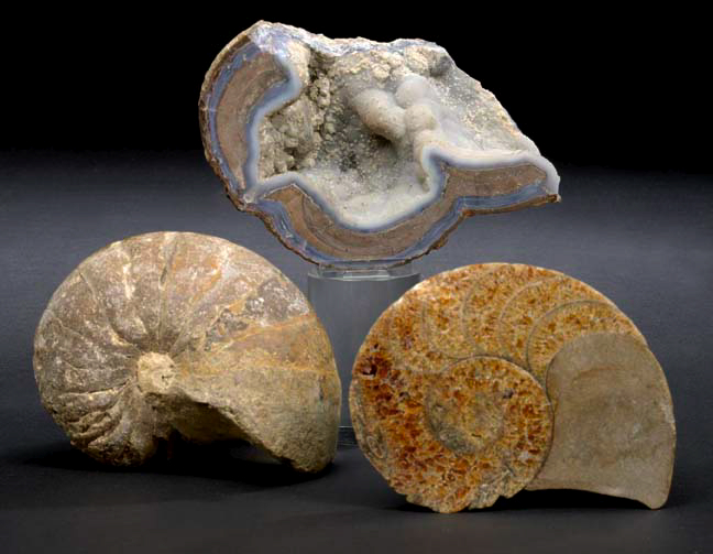 Pair of Dramatic Ammonite Specimens  2a5c2