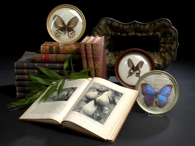 Collection of Three Exotic Moths,