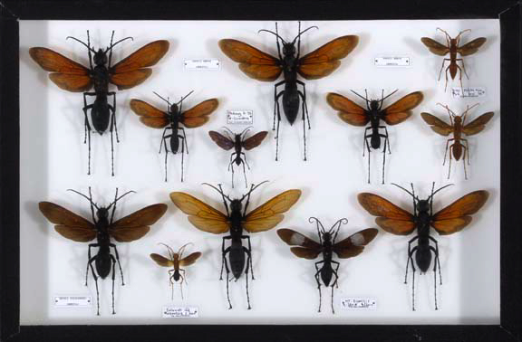 Shadowboxed Collection of Insect Specimens,