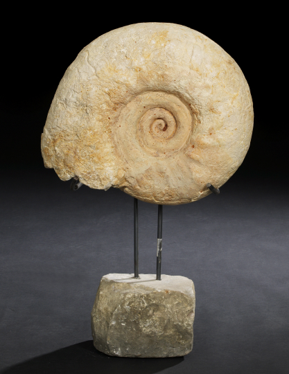 Monumental Ammonite Fossil,  now