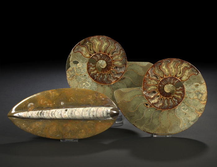 Two Pieces of Split Fossilized 2b3ae
