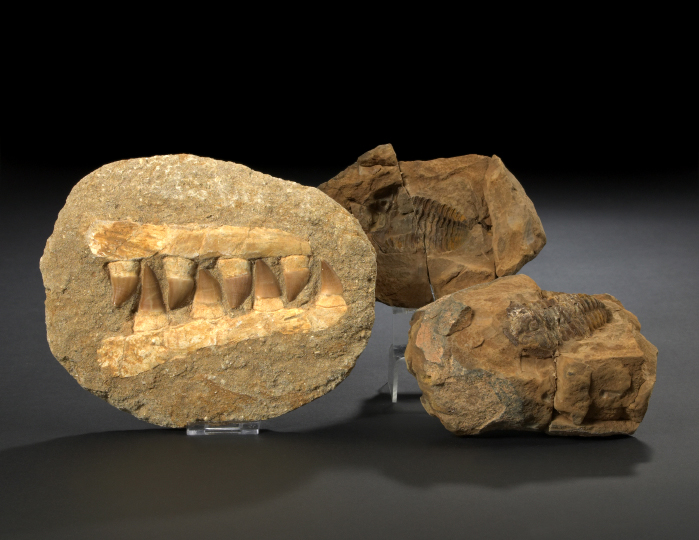 Fine Specimen of the Jaw and Eight 2b3b7
