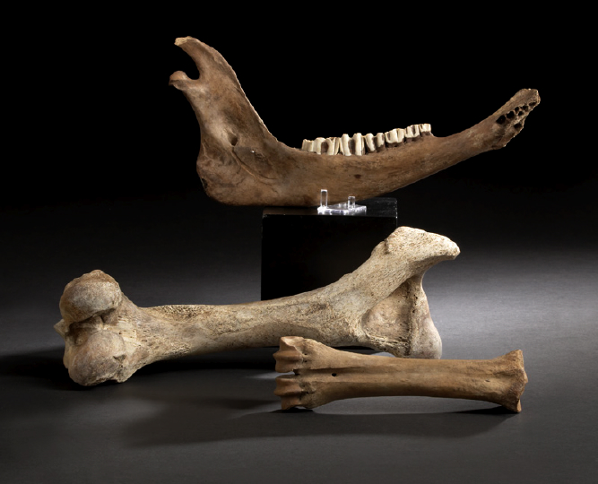 Unusual Group of Three Fossils 2b439