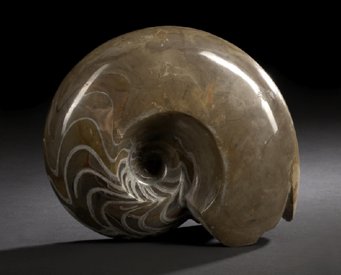 Large and Dramatic Goniatite Ammonoid