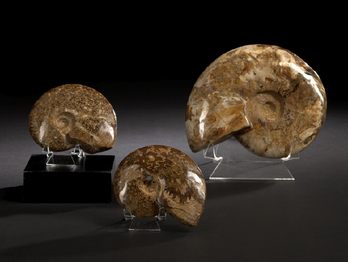 Two Polished Ammonite Specimens,