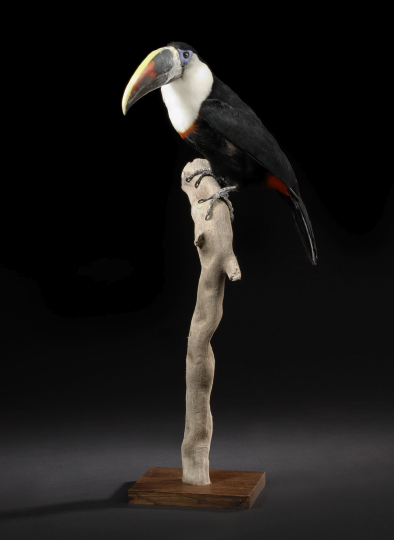Dramatic Taxidermist Specimen of a White-Throated