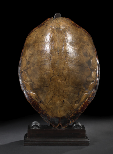 Large and Unusual Carapace of a Loggerhead