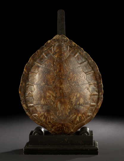 Richly Figured Sea Turtle Carapace,