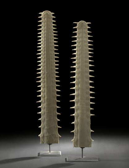 Pair of Sawfish Rostra each mounted 2bdbb