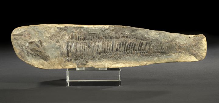 Very Rare Fossilized Fish Specimen  2bb66