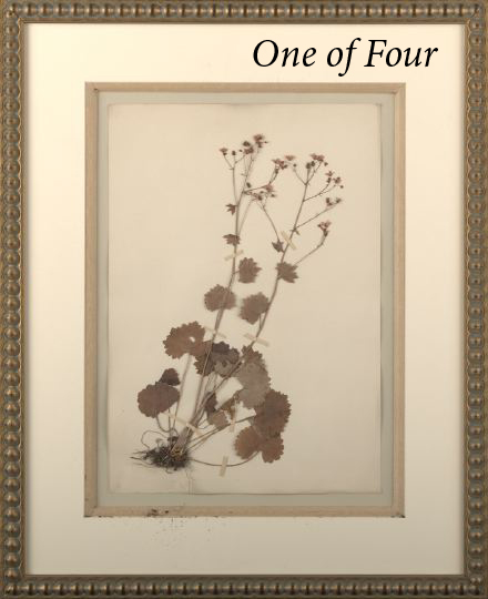 Set of Four English Botanical Specimens,