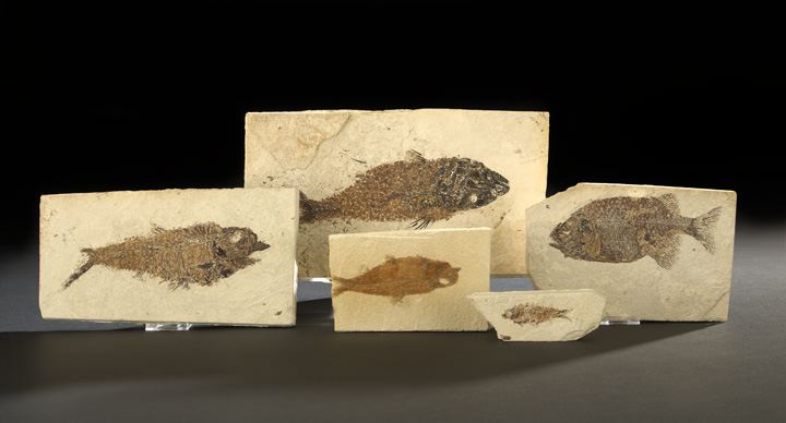 Five Fossil Fish,  each in a shale