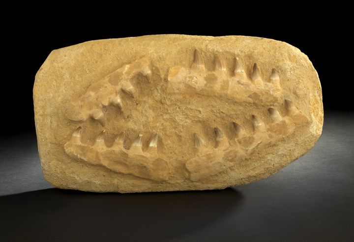 Rare Mosasaur Jawbones and Teeth,