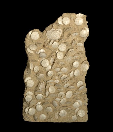 Large, Rare and Impressive Fossilized