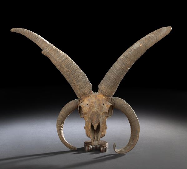 Four-Horned Ram Skull,  lacking