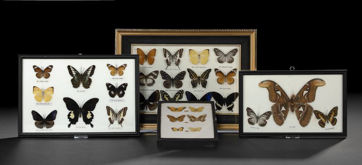 Four Shadowboxed Butterfly and 2c36e