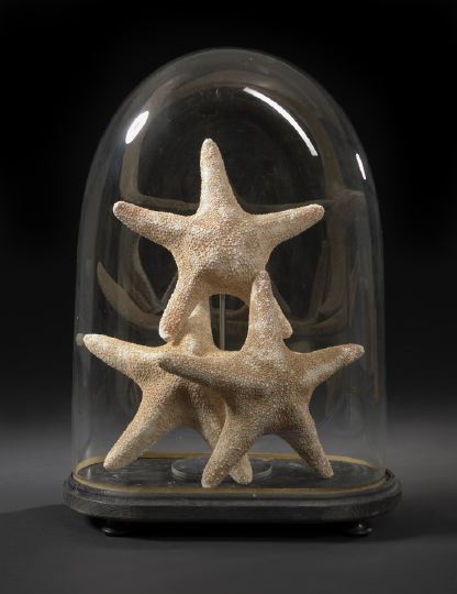 Trio of Large Starfish Specimens,