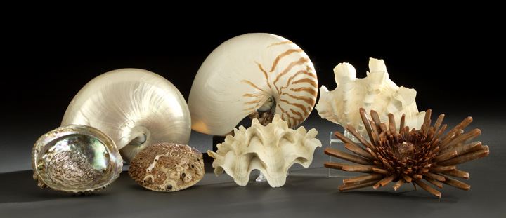 Collection of Seven Rare Exotic Seashells,