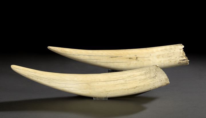 Large and Rare Pair of Ivory Walrus 2c74d