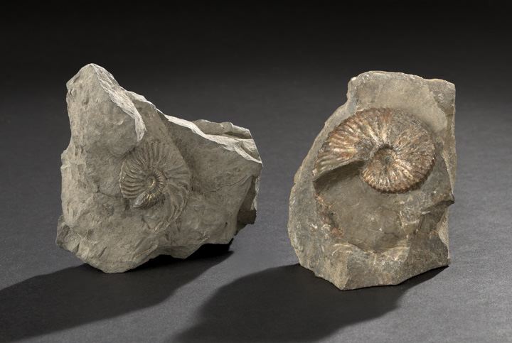 Two Very Rare Fossilized Ammonite