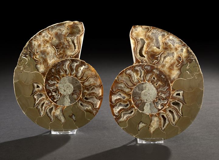 Fine Pair of Split Ammonite Fossil 2c81c